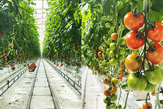 Growing tomatoes abundantly