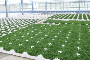 Healthy sprouting vegetables growing vigorously